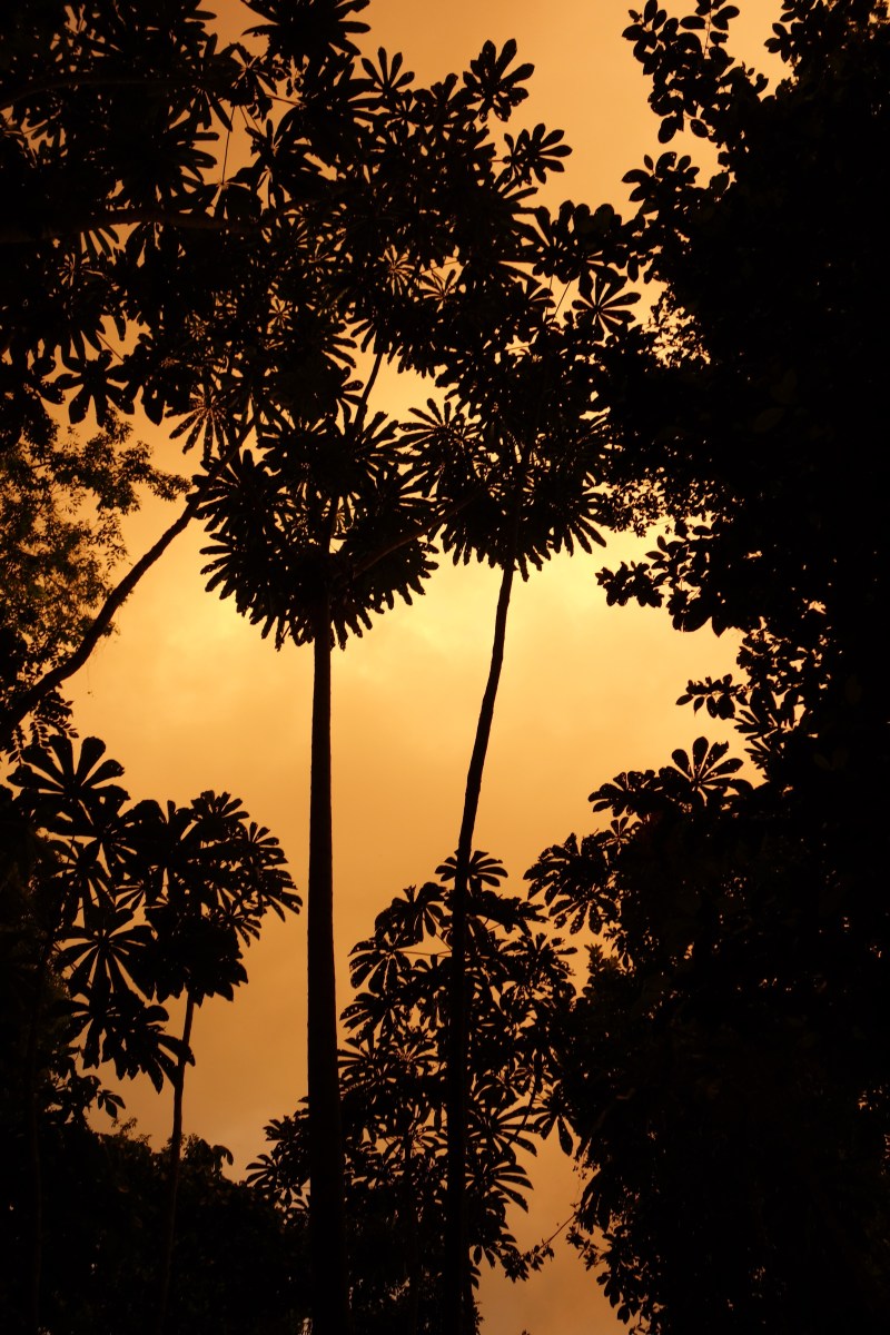 Jungle Sunset, Guyana -- Karina Noriega