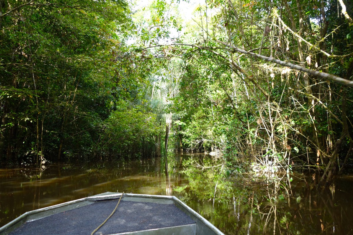 Jungle boat ride, Guyana -- Karina Noriega