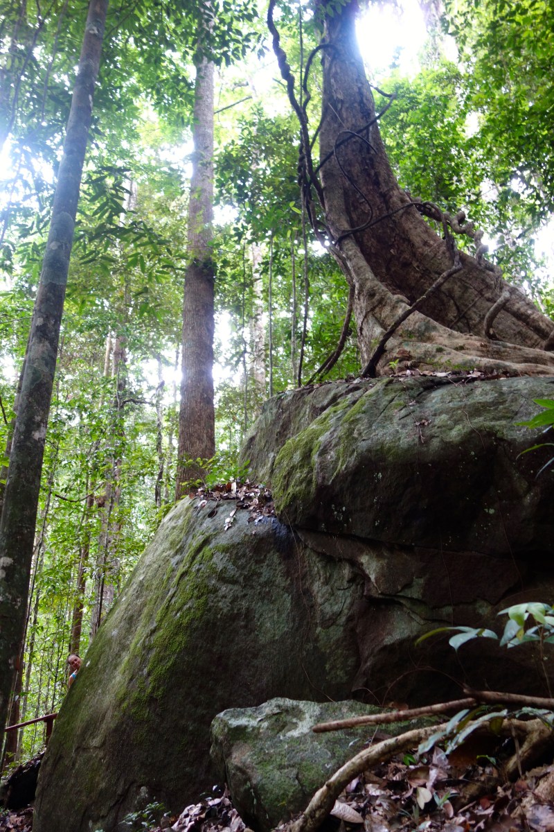 Peek-a-boo, Guyana -- Karina Noriega