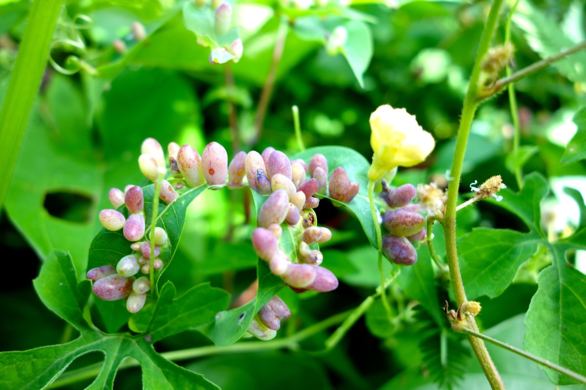 Leaf fungi, Guyana -- Karina Noriega