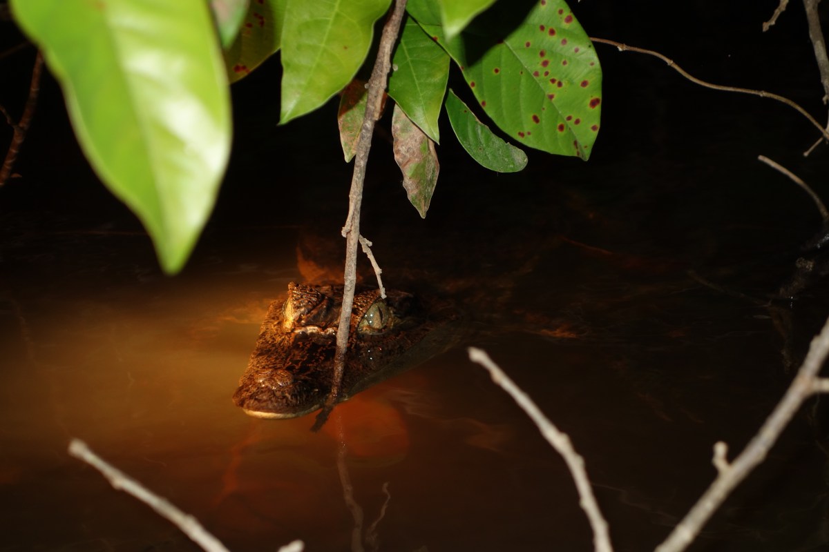Caimans, Guyana -- Karina Noriega