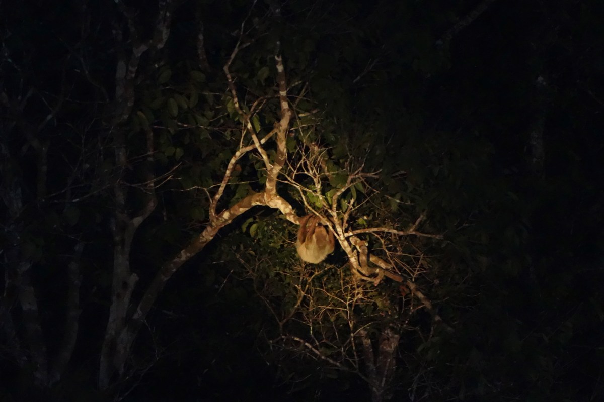 Two-toed Sloth, Guyana -- Karina Noriega