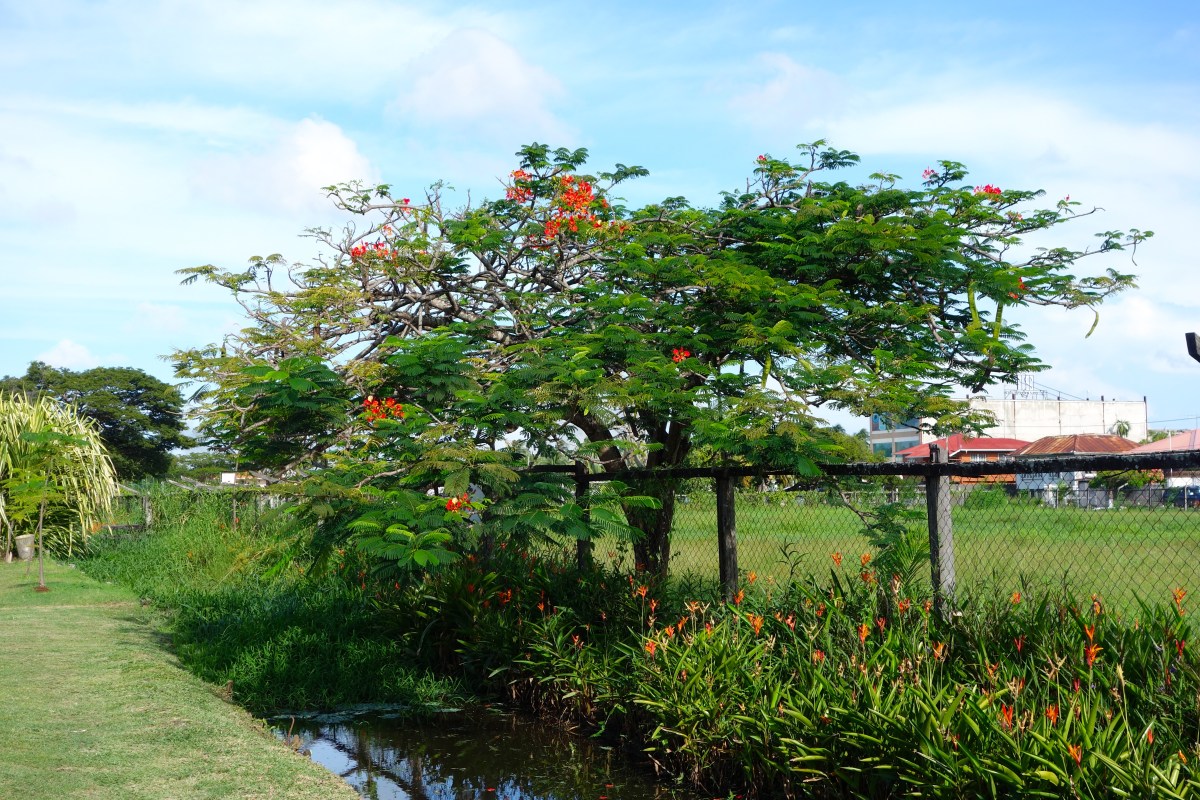 In Bloom, Georgetown, Guyana -- Karina Noriega