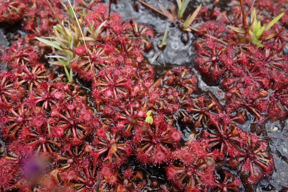 Carnivorous flower, Kaeiteur Falls, Guyana