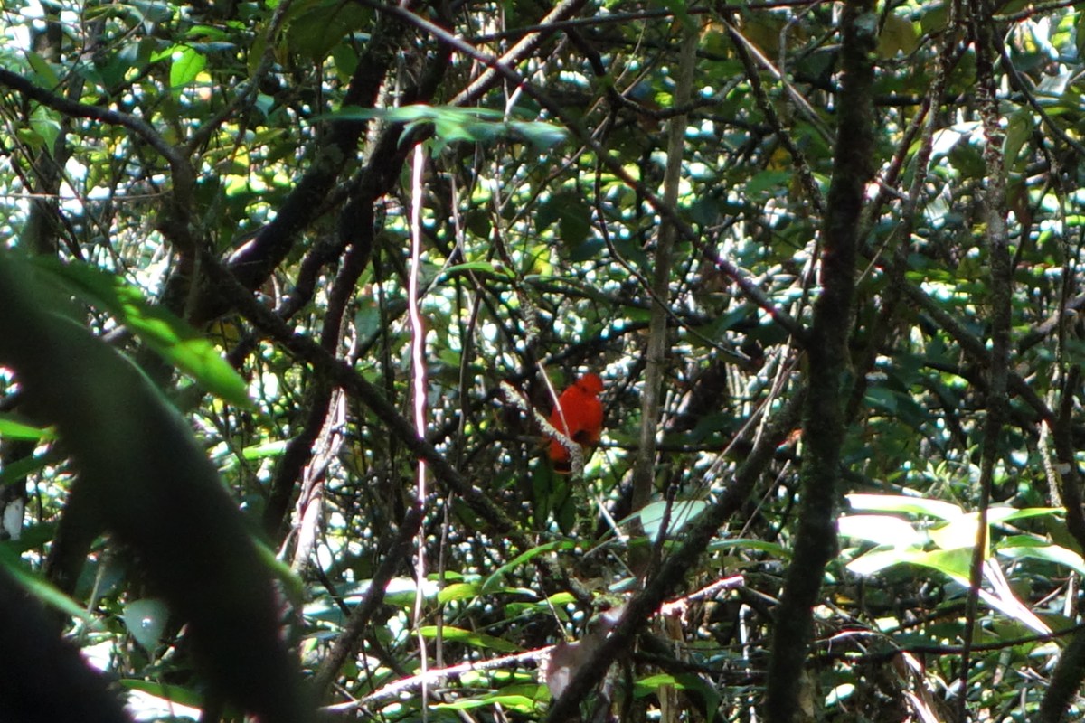 Cock of the Rock, Kaeiteur Falls, Guyana -- Karina Noriega
