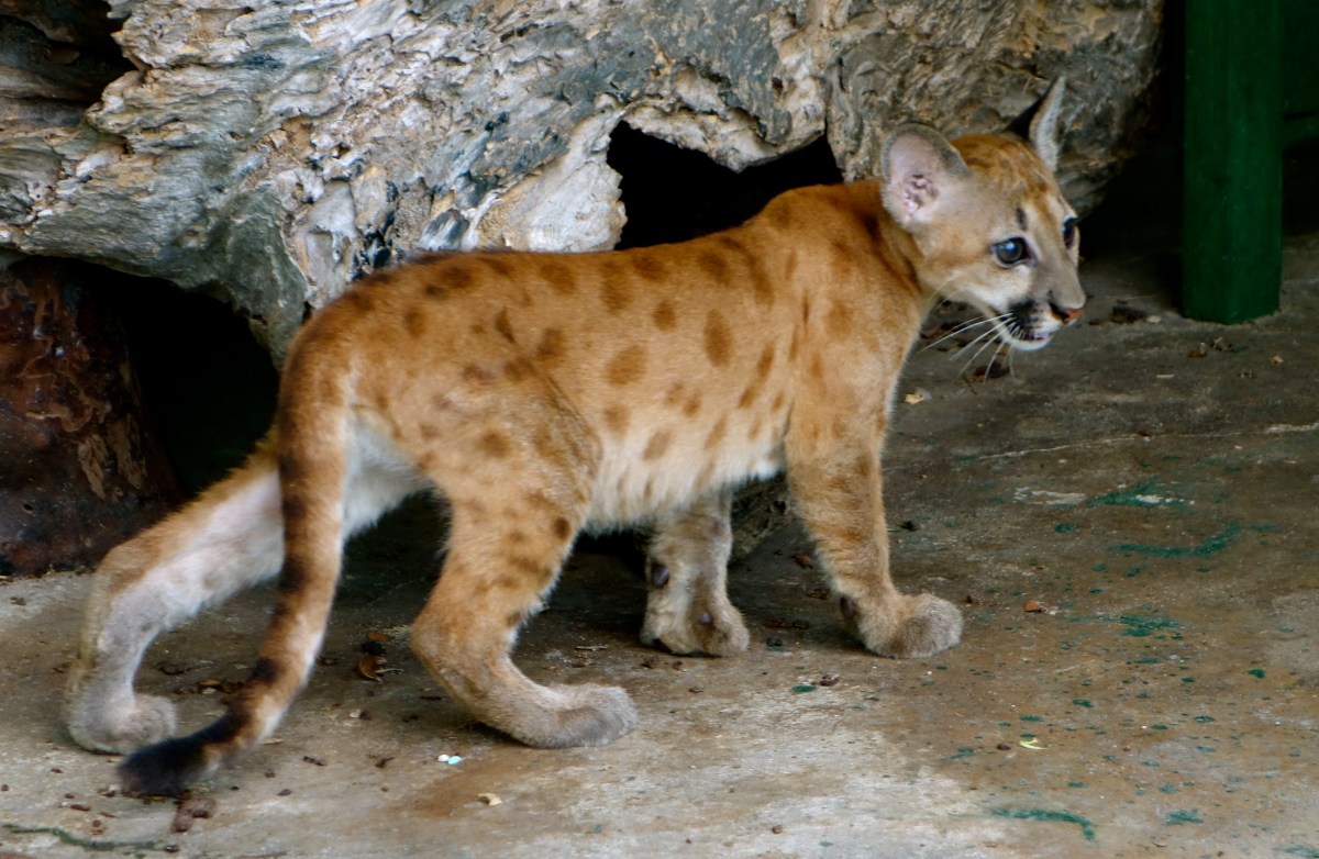 Baby puma, Georgetown, Guyana -- Karina Noriega