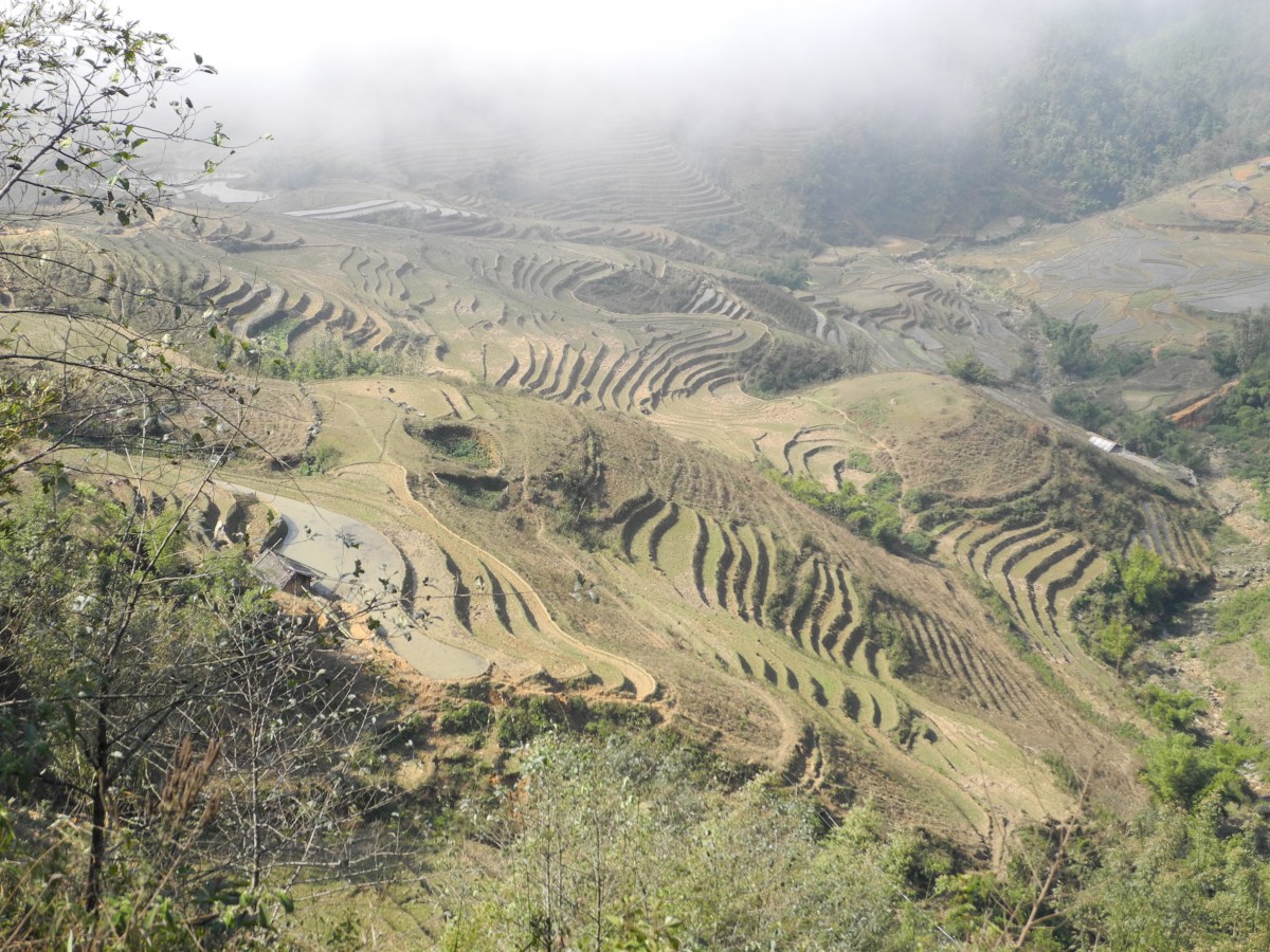 Rice Terrace, Northern Vietnam -- Karina Noriega