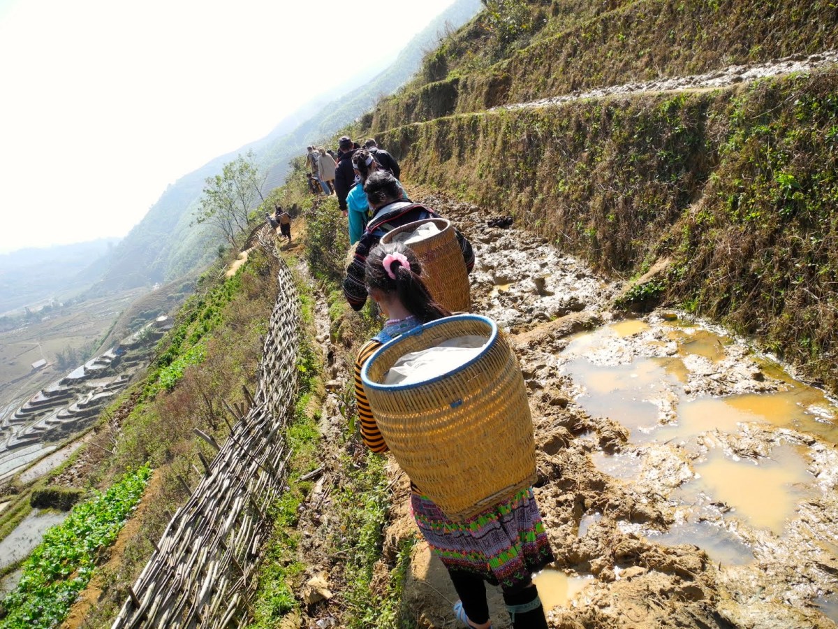 Rice Terrace Pathways, Northern Vietnam -- Karina Noriega