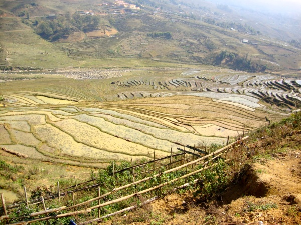 Rice Terrace, Northern Vietnam -- Karina Noriega