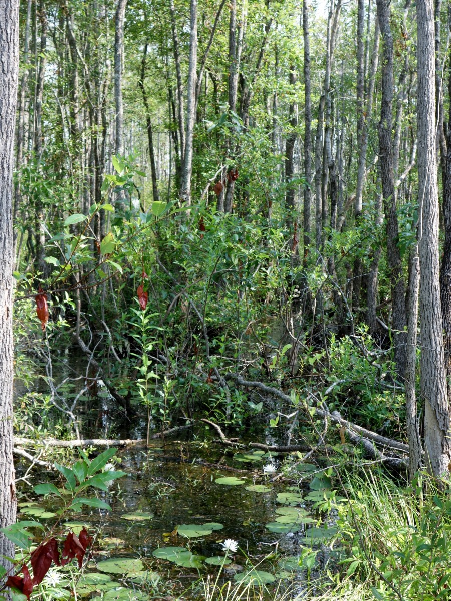 Okefenokee Wildlife Refuge - Karina Noriega