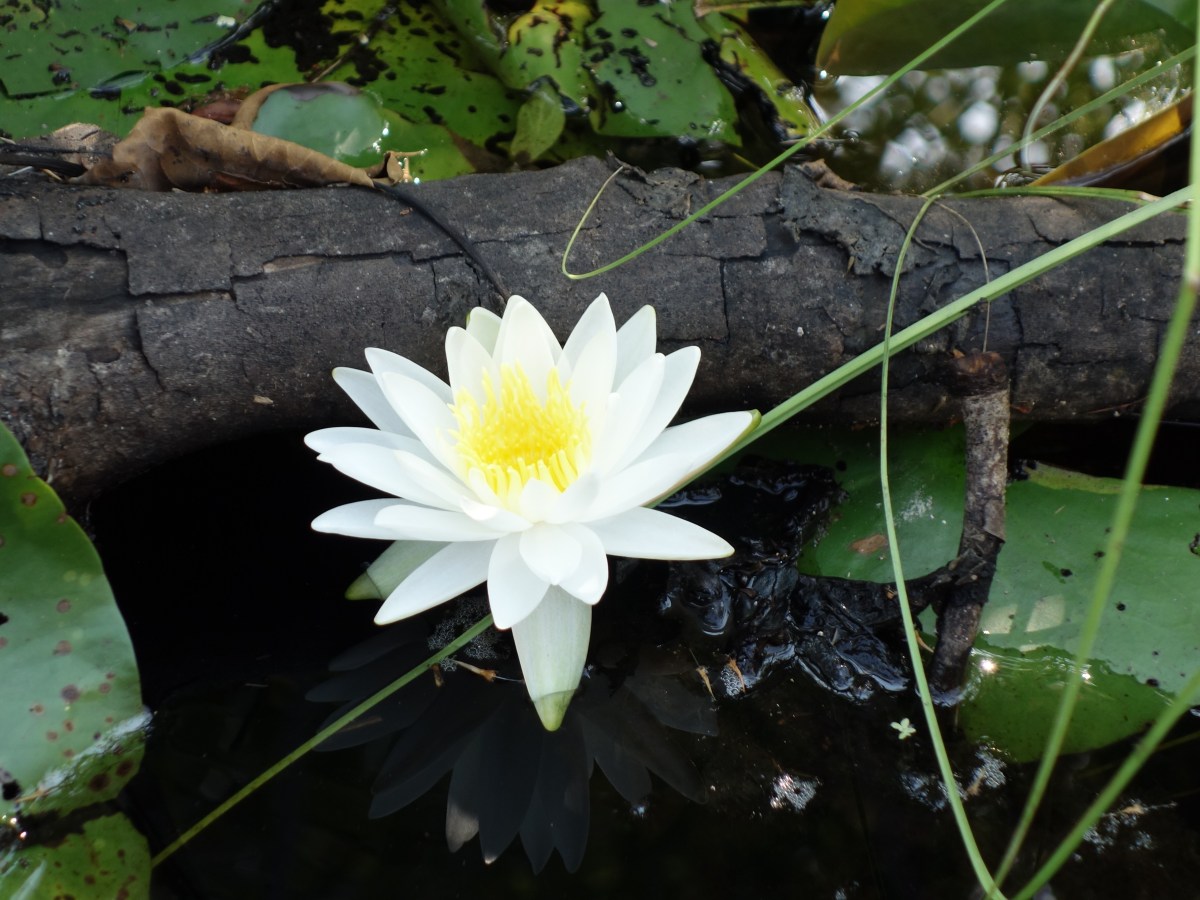 Water Lily- Okefenokee Wildlife Refuge - Karina Noriega