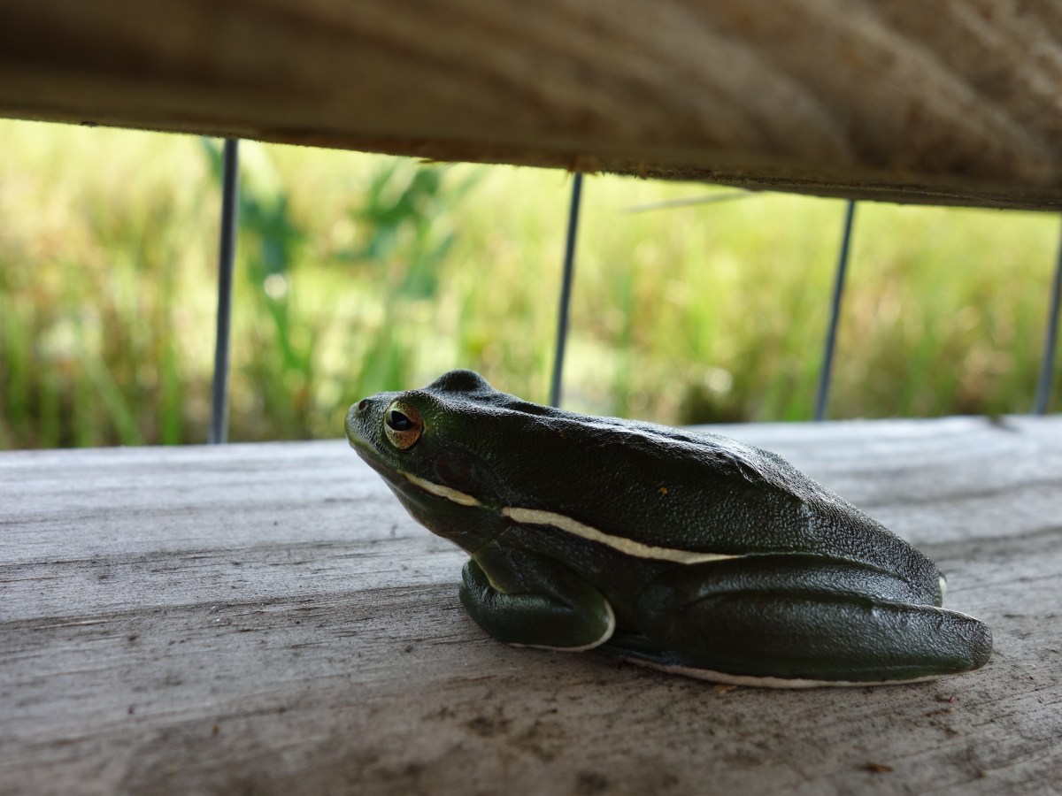 Okefenokee Wildlife Refuge - Karina Noriega