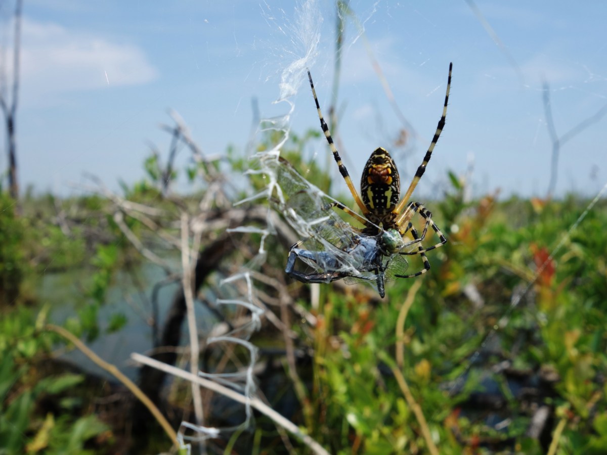 Spider eating dragonfly - Okefenokee Wildlife Refuge - Karina Noriega