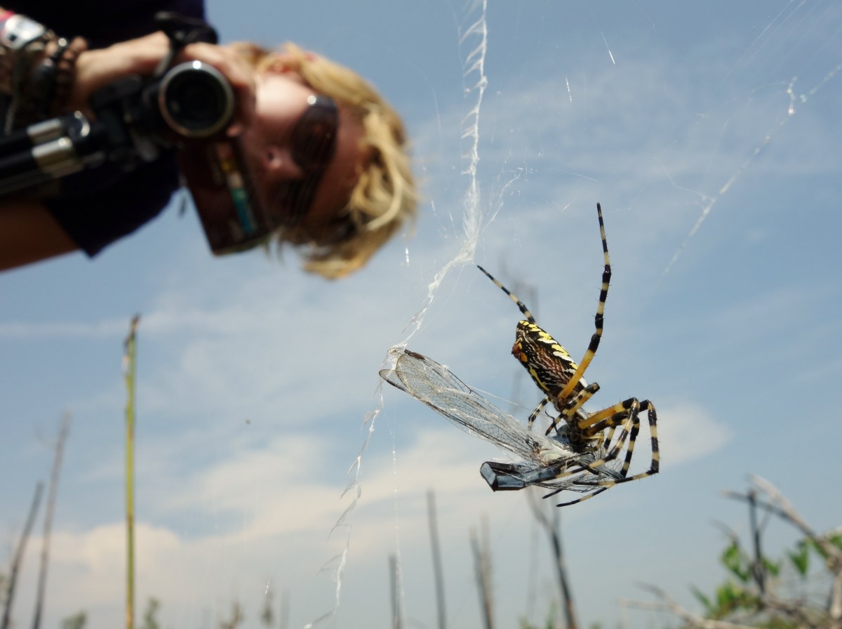 April films spider eating dragonfly - Okefenokee Wildlife Refuge - Karina Noriega