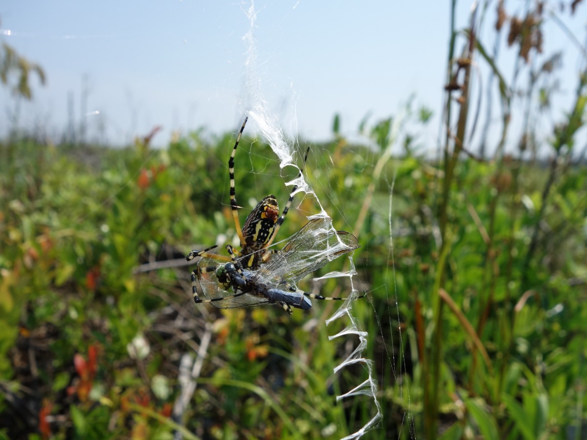 Spider eating dragonfly - Okefenokee Wildlife Refuge - Karina Noriega