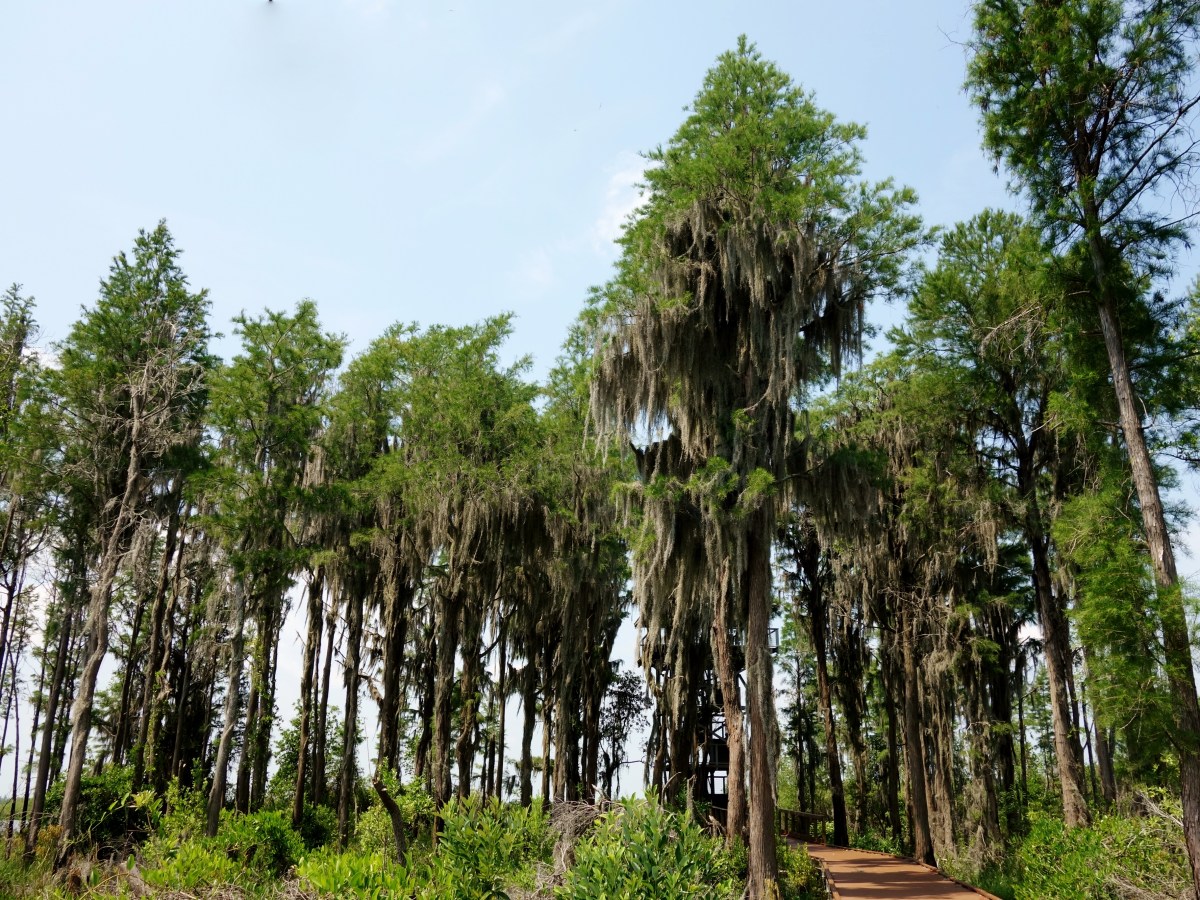 Moss covered oak trees @ the Observatory - Okefenokee Wildlife Refuge - Karina Noriega