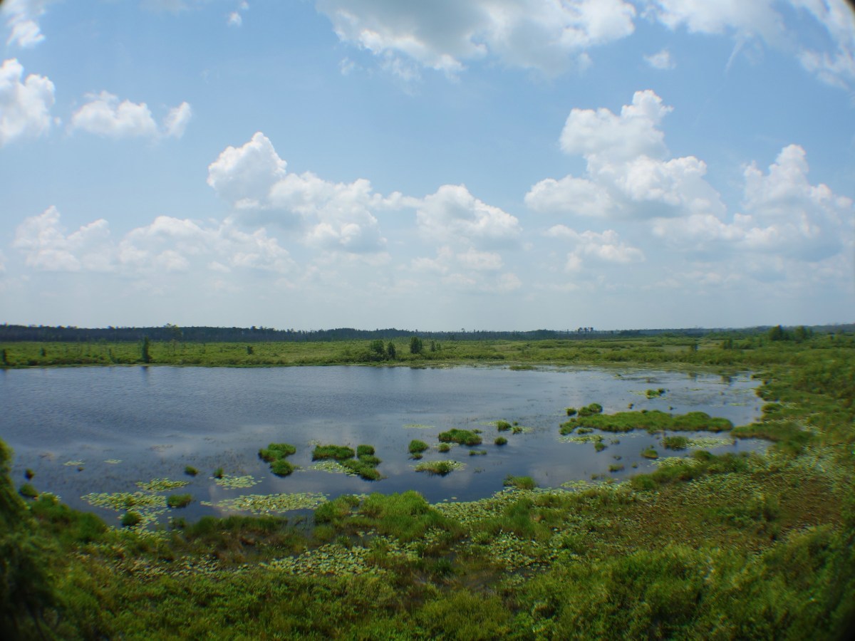 Lake view from the Observatory - Okefenokee Wildlife Refuge - Karina Noriega