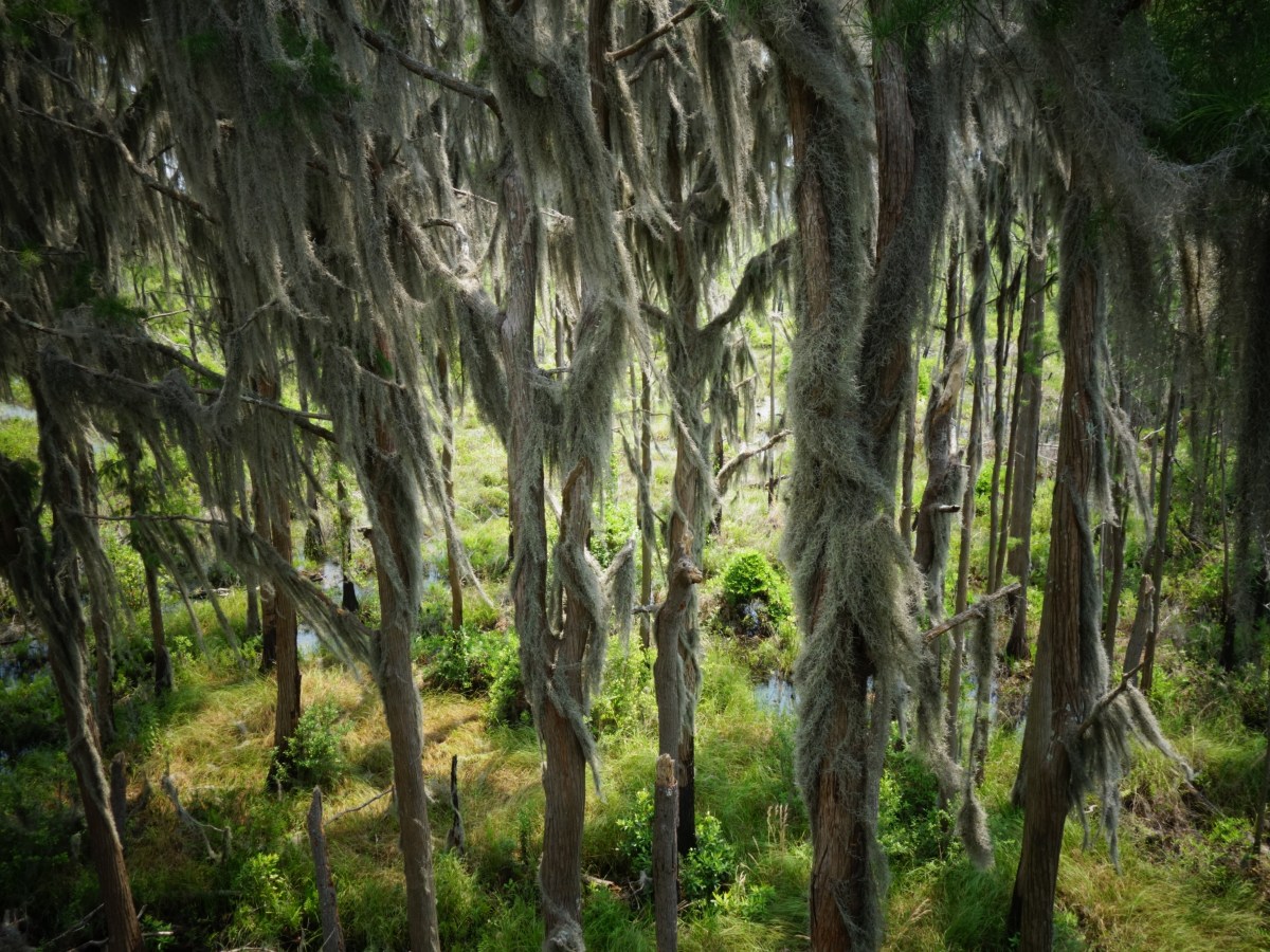 Moss covered oak trees @ the Observatory - Okefenokee Wildlife Refuge - Karina Noriega