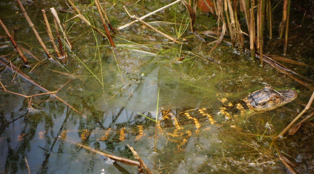 Baby alligator from the Boardwalk - Okefenokee Wildlife Refuge - Karina Noriega