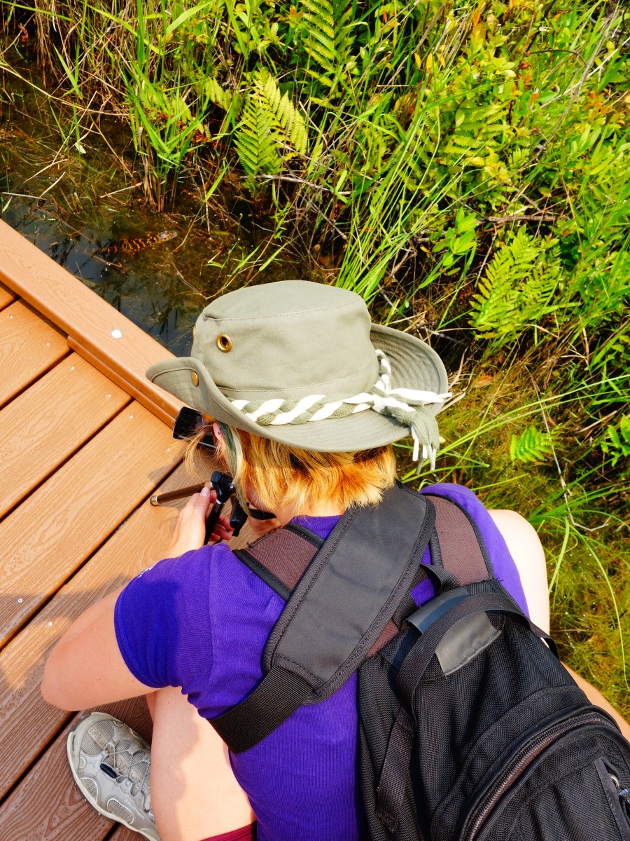 Baby alligator from the Boardwalk - Okefenokee Wildlife Refuge - Karina Noriega