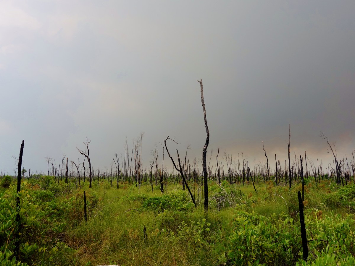 Storm moves in - Okefenokee Wildlife Refuge - Karina Noriega