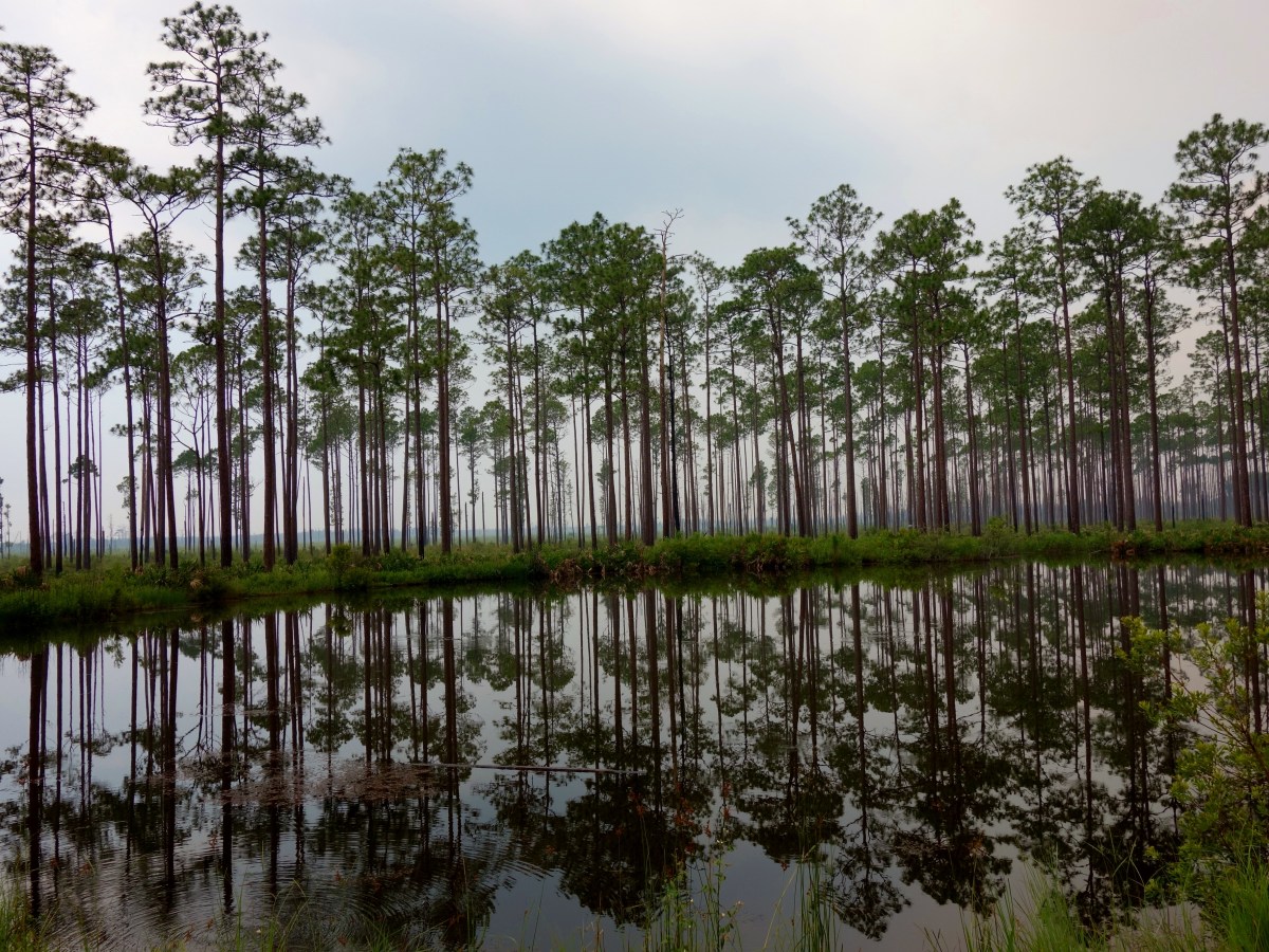 Mirrored Lake - Okefenokee Wildlife Refuge - Karina Noriega