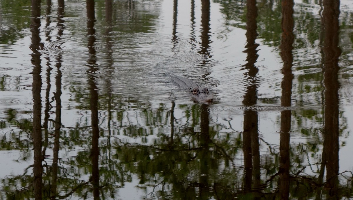 American Alligator - Okefenokee Wildlife Refuge - Karina Noriega