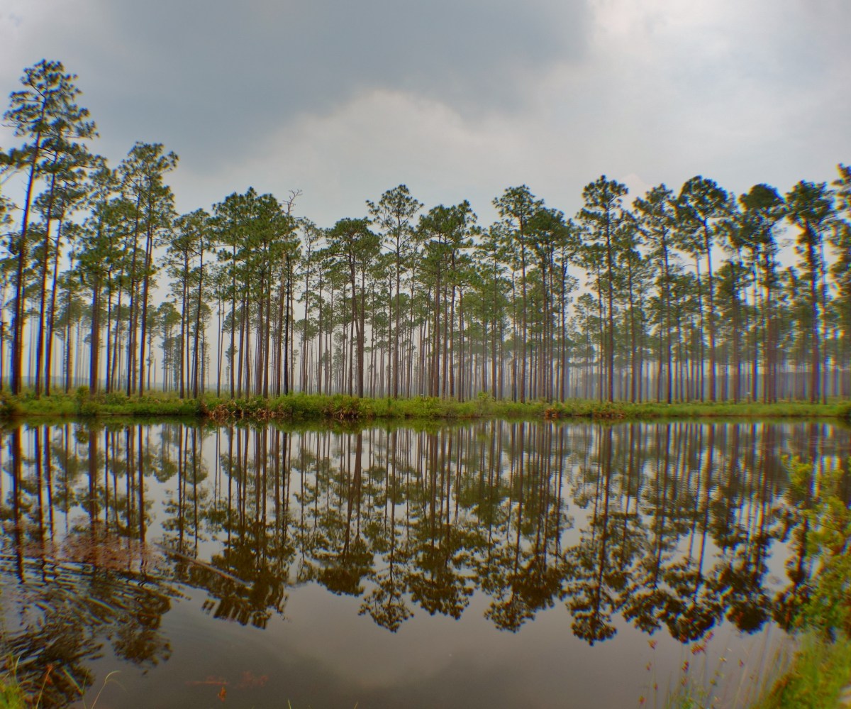 Mirrored Lake - Okefenokee Wildlife Refuge - Karina Noriega