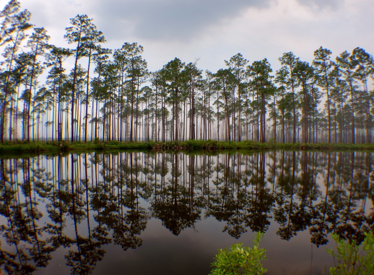 Mirrored Lake - Okefenokee Wildlife Refuge - Karina Noriega