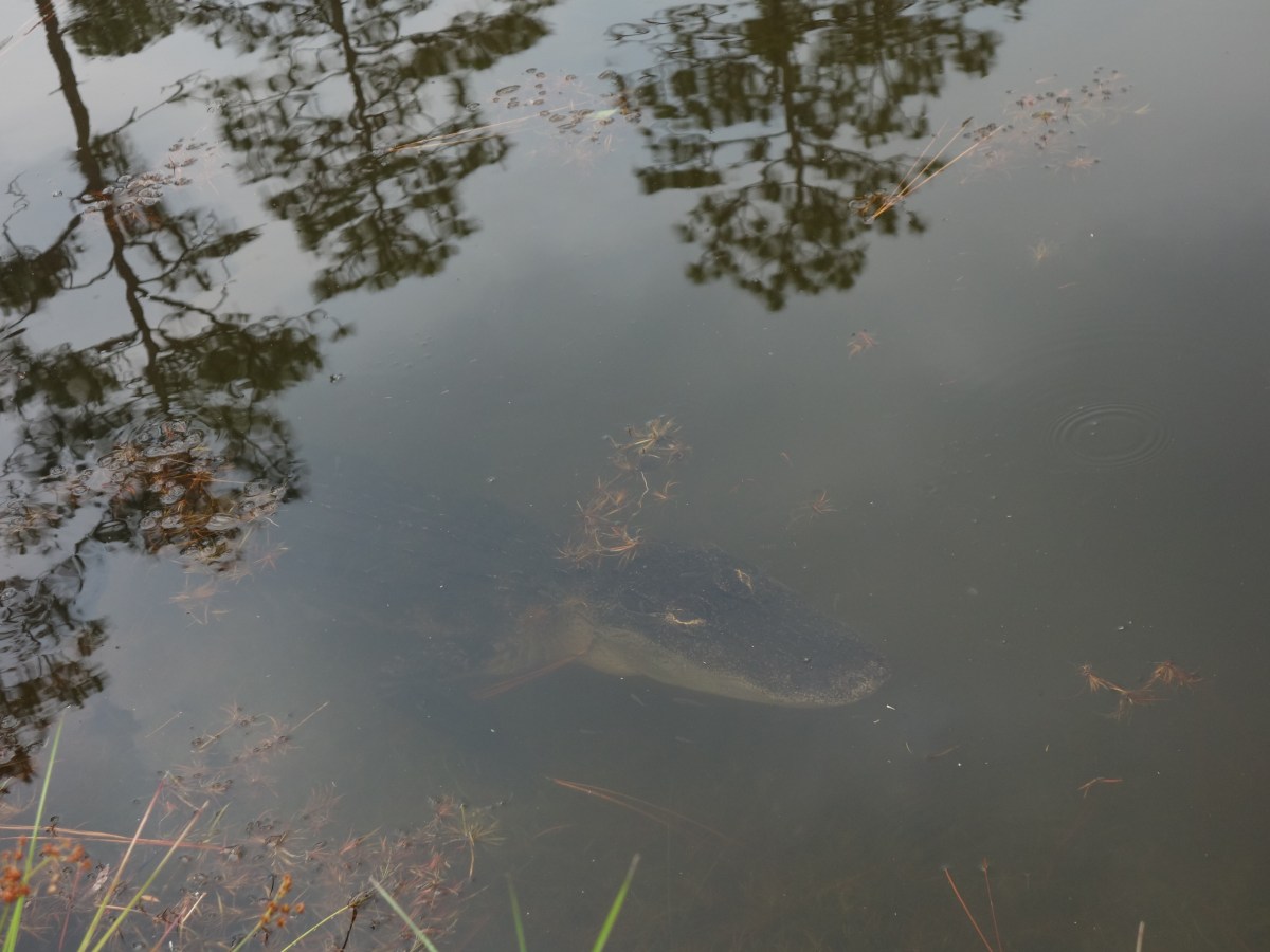 American Alligator - Okefenokee Wildlife Refuge - Karina Noriega