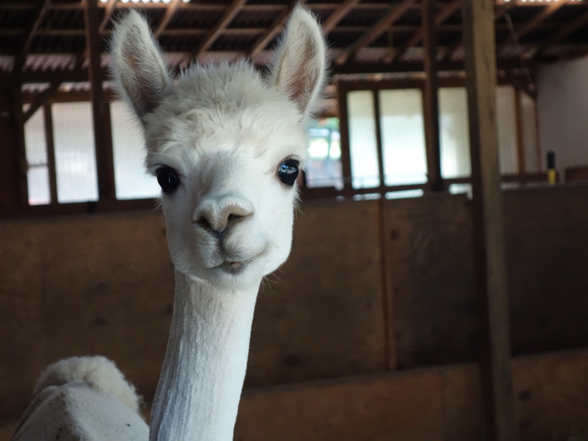 Falcor - Blue Ridge Parkway, North Carolina, USA - Karina Noriega