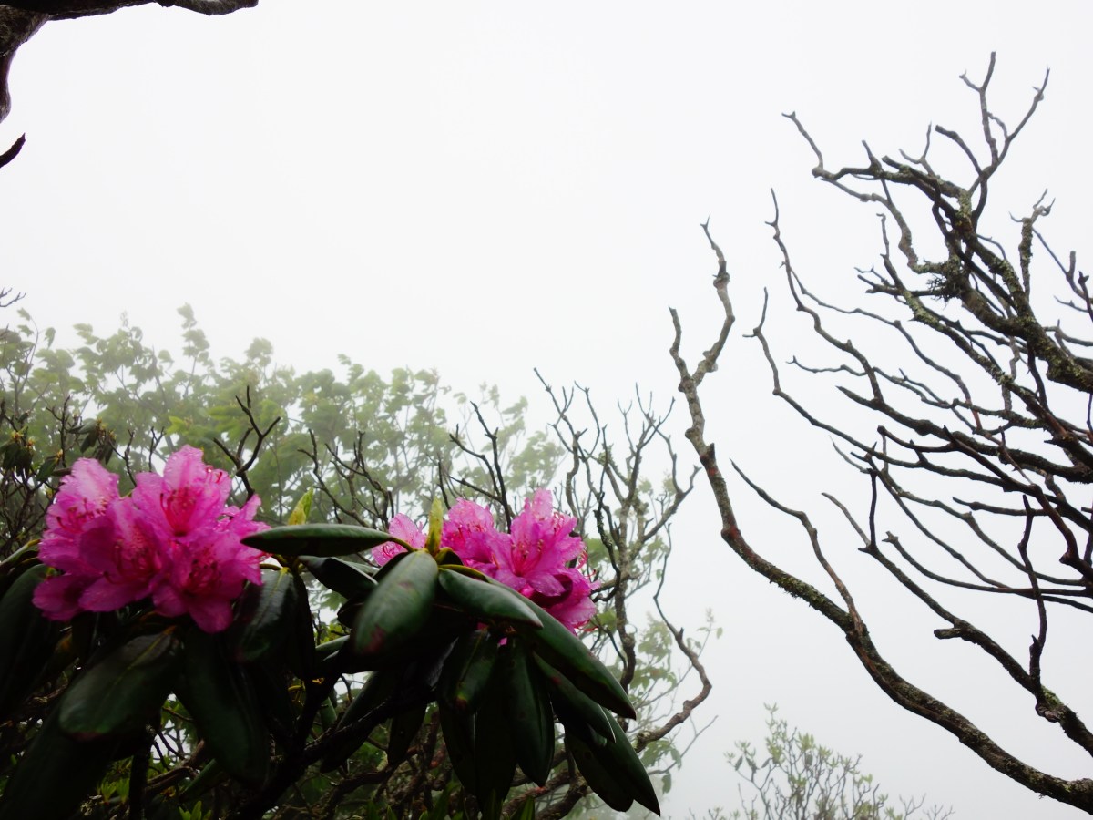 Blue Ridge Parkway, North Carolina, USA - Karina Noriega