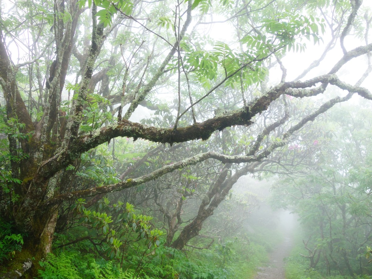 Craggy Gardens - Blue Ridge Parkway, North Carolina, USA - Karina Noriega