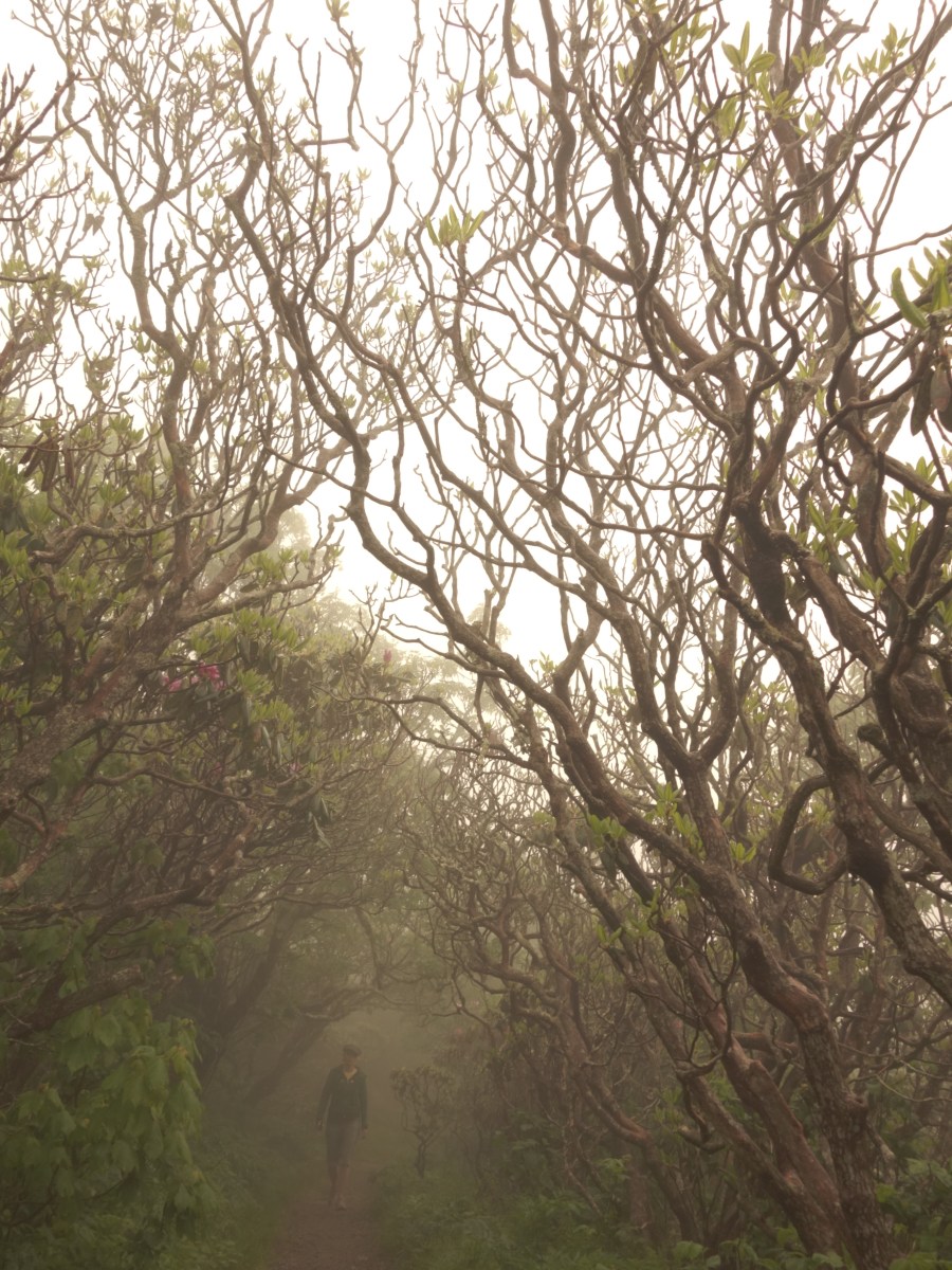 Blue Ridge Parkway, North Carolina, USA - Karina Noriega