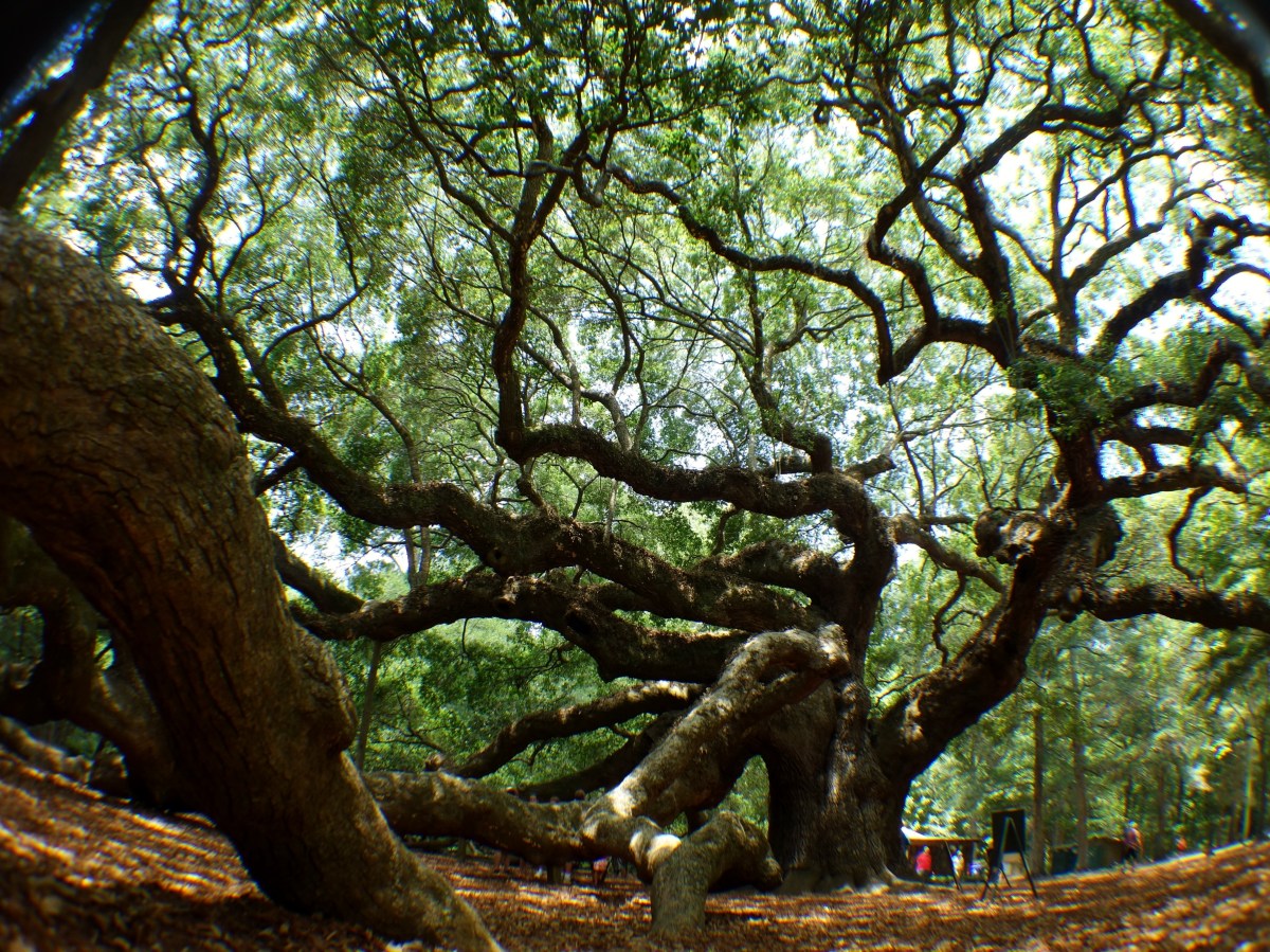Angel Oak, St. John's, Charleston, South Carolina, USA - Karina Noriega