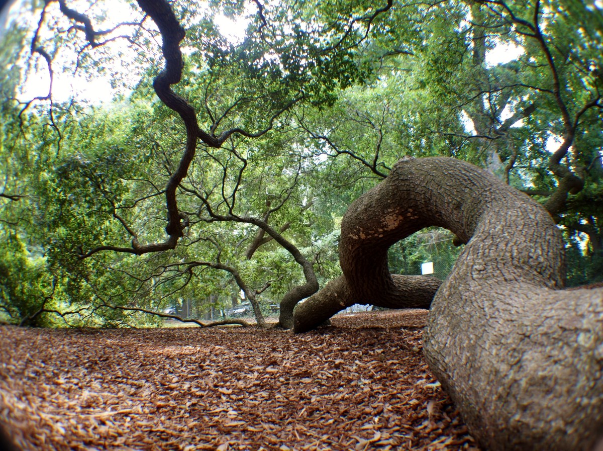 Angel Oak, St. John's, Charleston, South Carolina, USA - Karina Noriega