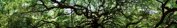 Angel Oak, St. John's, Charleston, South Carolina, USA - Karina Noriega