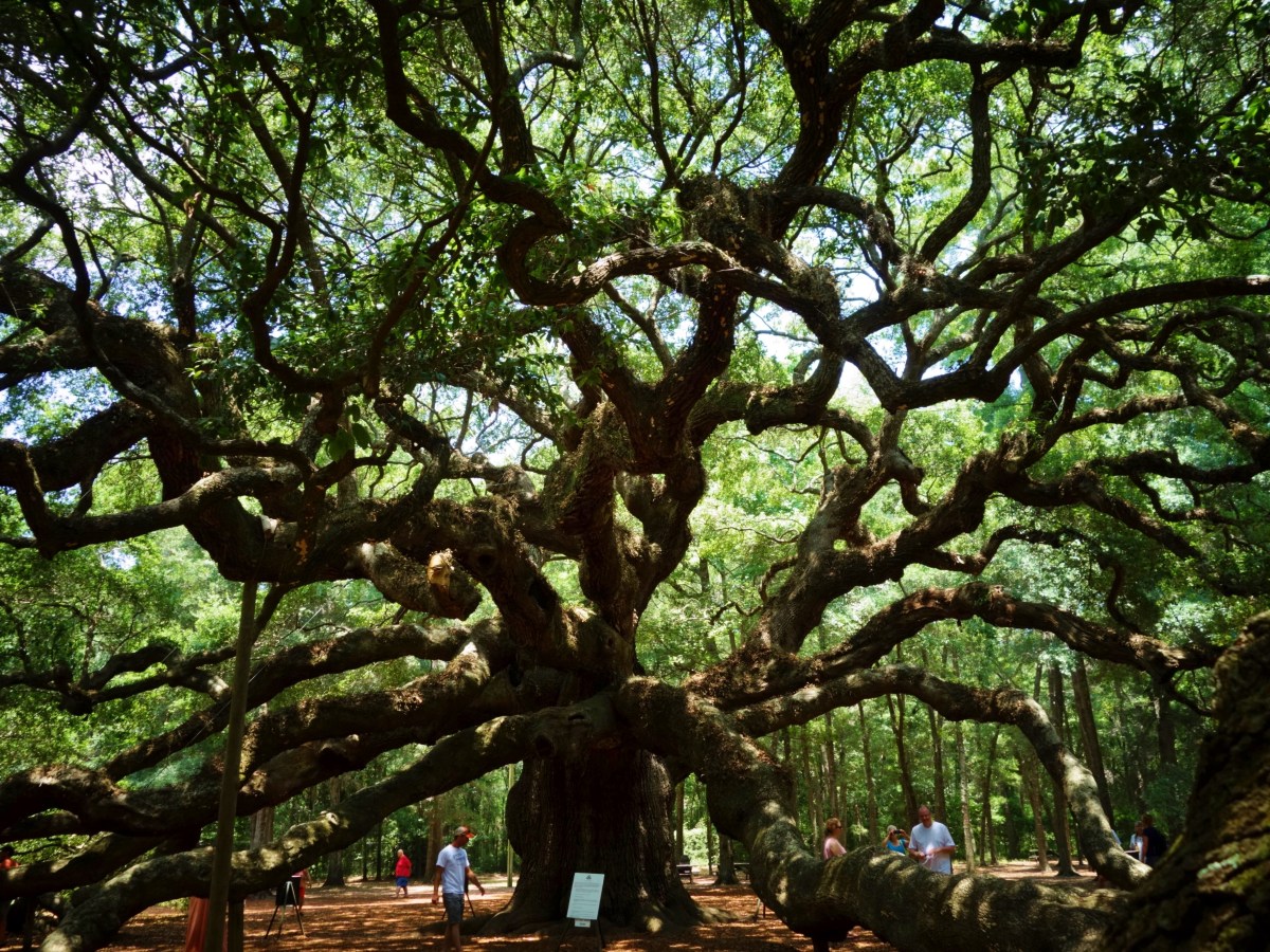 Angel Oak, St. John's, Charleston, South Carolina, USA - Karina Noriega