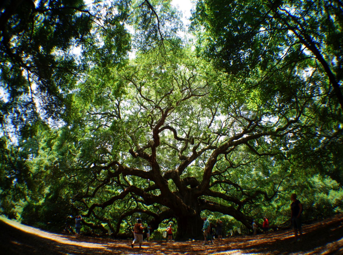 Angel Oak, St. John's, Charleston, South Carolina, USA - Karina Noriega