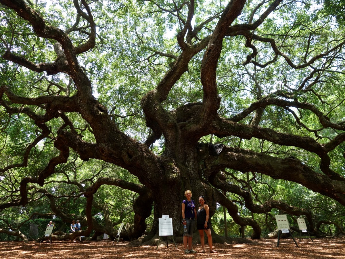 Angel Oak, St. John's, Charleston, South Carolina, USA - Karina Noriega