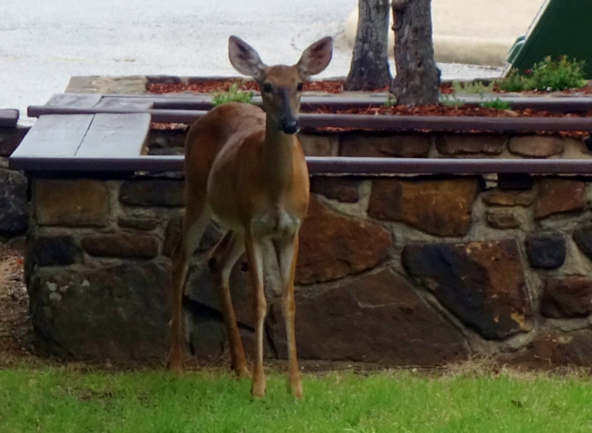 Deer approaches , Blanchard Springs Cavern, Arkansas - Karina Noriega