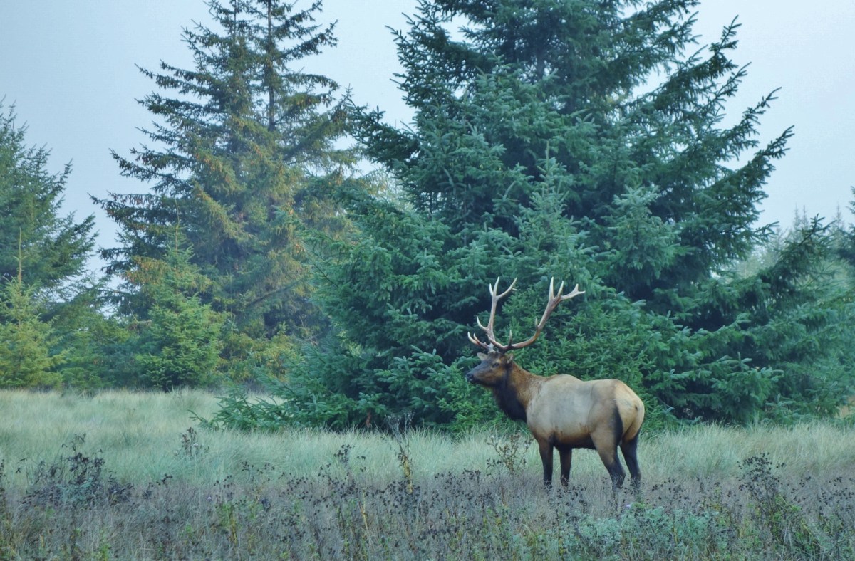 Bull Elk, Redwood State Park, California, USA - Karina Noriega