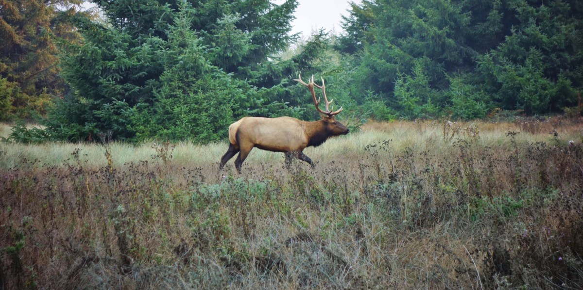 Bull Elk, Redwood State Park, California, USA - Karina Noriega