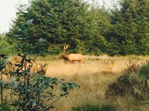 Bull Elk, Redwood State Park, California, USA - Karina Noriega
