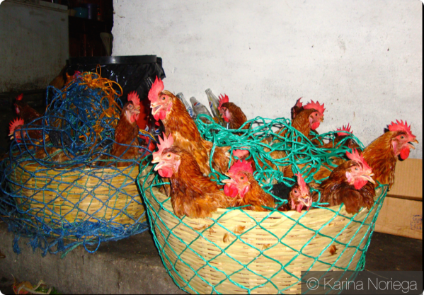 Basket' o Chickens -- Guatemala -- Karina Noriega