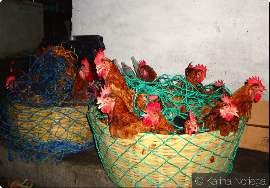 Basket' o Chickens -- Guatemala -- Karina Noriega