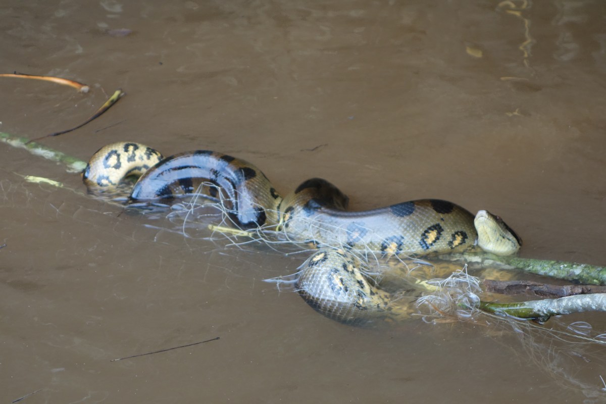 Anaconda gets entangled in a fisherman's net - Santigron, Suriname -- Karina Noriega
