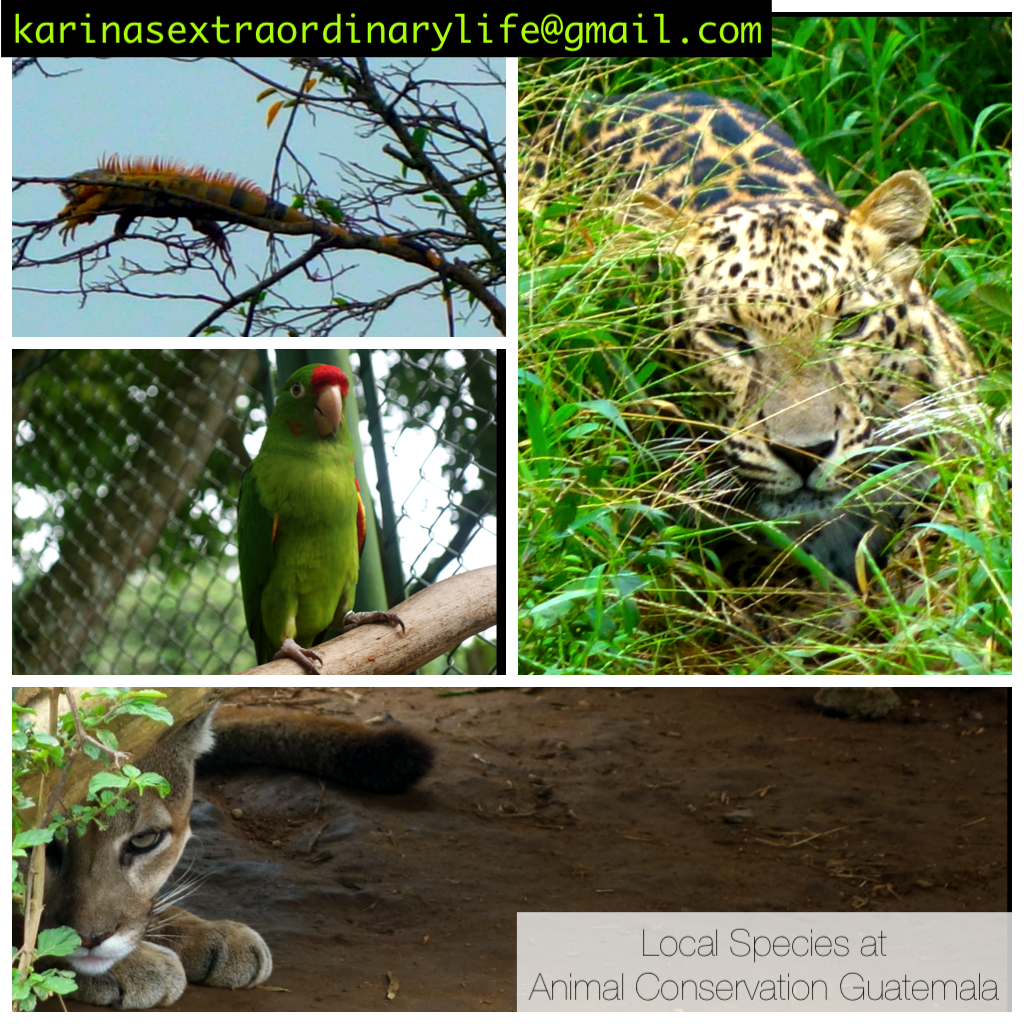 Local Species of Guatemala -- Karina Noriega