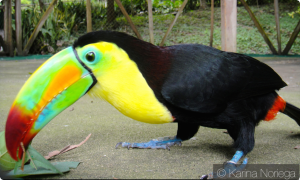 Tucan of Peten, thousands fly wild in the Northern jungles -- Guatemala -- Karina Noriega