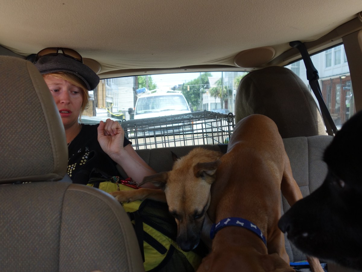 Gone to the dogs, South Carolina, USA - Karina Noriega